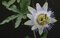 Marakuja (Mučenka belasá) Marmara See, výška 40/60 cm, v črepníku Passiflora caeruela Marmara See