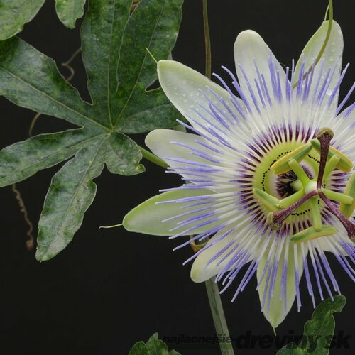 Marakuja (Mučenka belasá) Marmara See, výška 40/60 cm, v črepníku Passiflora caeruela Marmara See