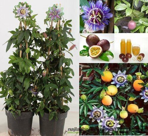 Marakuja (Mučenka belasá) Purple Haze 40/60 cm, v črepníku Passiflora Purple Haze