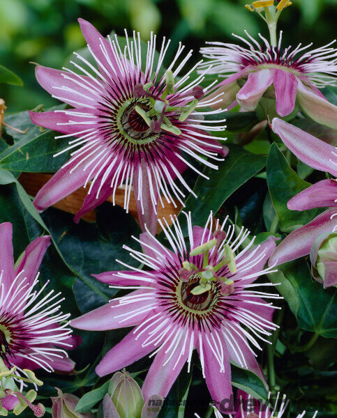 Marakuja (Mučenka belasá) Victoria, výška 70/90 cm, v črepníku Passiflora Victoria