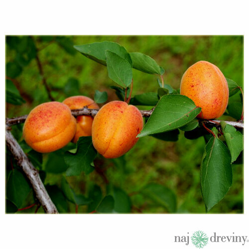 Marhuľa Early Orange 140/180 cm už rodiaca v 5 l črepníku Prunus armeniaca Early Orange