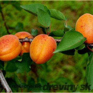 Marhuľa Early Orange 140/180 cm už rodiaca v 5 l črepníku Prunus armeniaca Early Orange