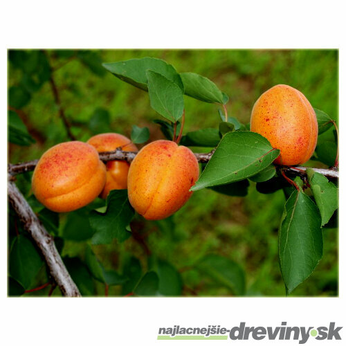 Marhuľa Early Orange 140/180 cm už rodiaca v 5 l črepníku Prunus armeniaca Early Orange