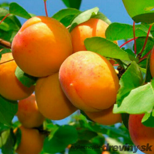 Marhuľa Early Orange v črepníku 10 l výška 180/200 cm, už rodiaca, podpník Alycza Prunus Armeniana Early Orange