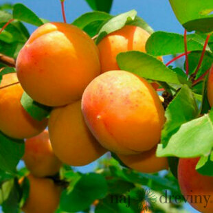 Marhuľa Early Orange v črepníku 10 l výška 180/200 cm, už rodiaca Prunus Armeniana Early Orange