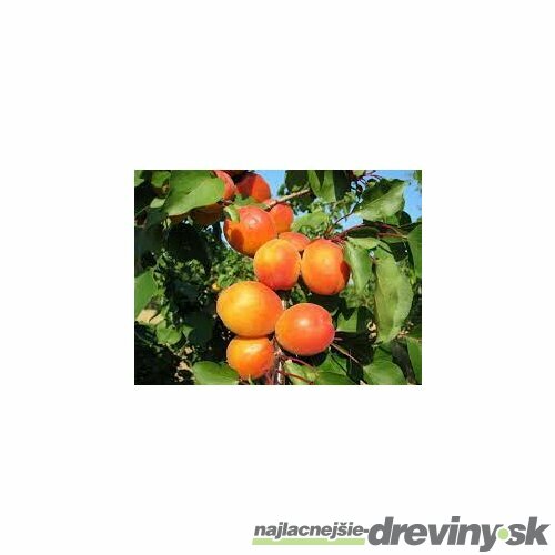 Marhula Harcot 140/180 cm už rodiaca v 7,5 l črepníku, podpník Alycza Prunus armeniaca Harcot
