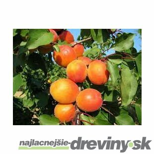 Marhula Harcot 140/180 cm už rodiaca v 7,5 l črepníku Prunus armeniaca Harcot