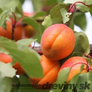 Marhuľa nízkokmenná, výška 100/140 cm, 1-ročná, podpník Alycza, voľnokorenná Prunus armeniaca