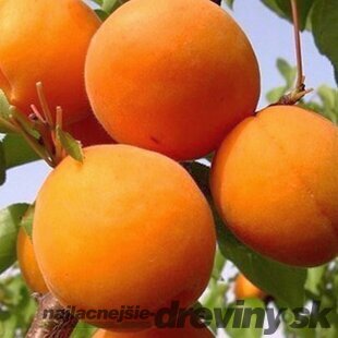 Marhuľa Somo (neskorá) 180/200 cm, v črepníku Prunus armeniaca Somo