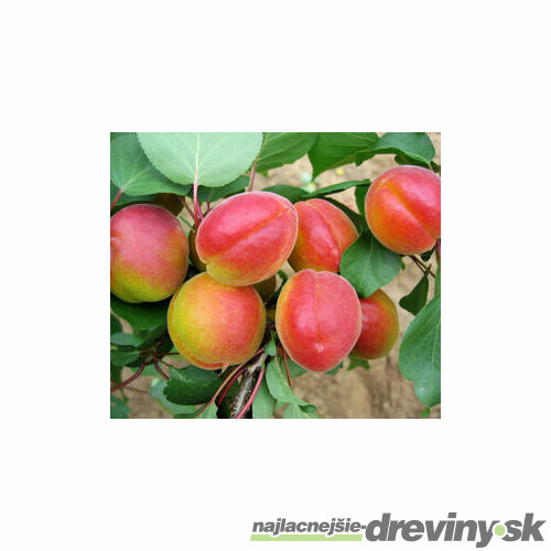 Marhuľa Somo, voľnokorenená 1 - ročná Prunus armeniaca Somo