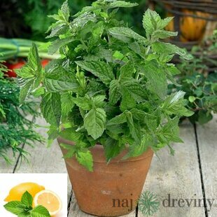 Mäta citrónová, v črepníku Mentha piperita ‘Citaro‘