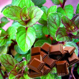 Mäta čokoládová, v črepníku Mentha piperita ‘Chocolate‘