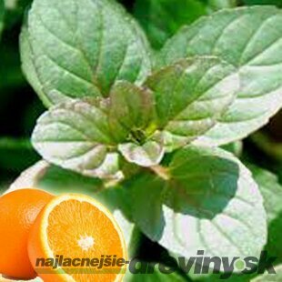 Mäta marocká extra silná ´MOROCCAN´ Mentha piperita ´MOROCCAN´