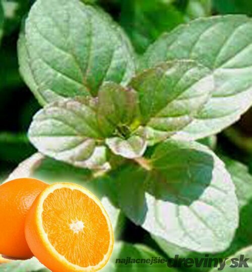 Mäta marocká extra silná ´MOROCCAN´ Mentha piperita ´MOROCCAN´