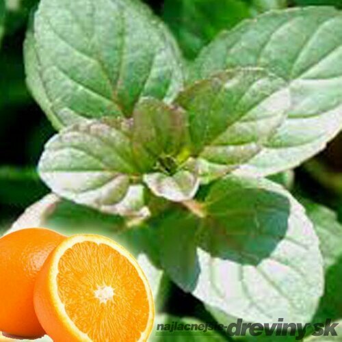 Mäta marocká extra silná ´MOROCCAN´ Mentha piperita ´MOROCCAN´