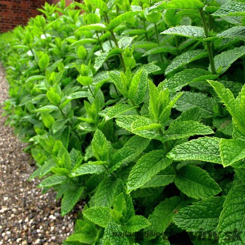 Mäta pieporná, v črepníku Mentha Piperita