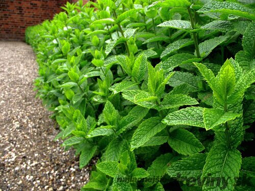 Mäta pieporná, v črepníku Mentha Piperita
