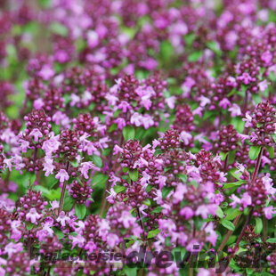 Materina dúška včasná Pink Chintz, v črepníku Thymus praecox Pink Chintz