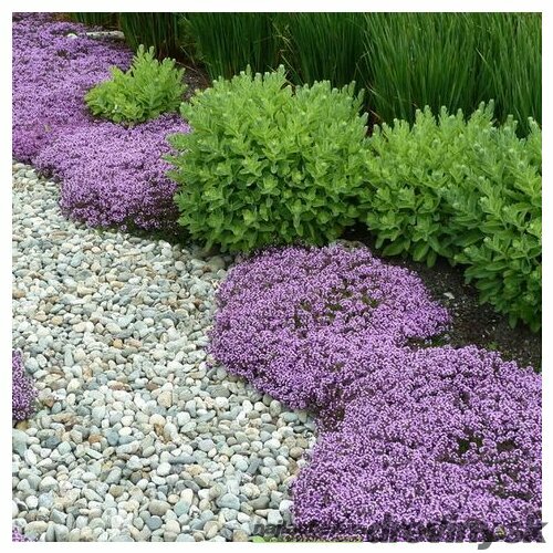 Materina dúška ( včasná ), výška 10/15 cm, v črepníku P9 Thymus praecox Coccineus