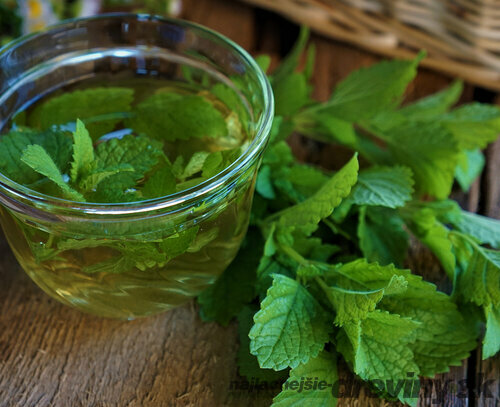 Medovka Relax, v črepníku Melissa officinalis