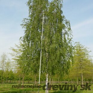 MEGA AKCIA! Breza previsnutá Pendula 140/160 cm, v črepníku 5l Betula pendula