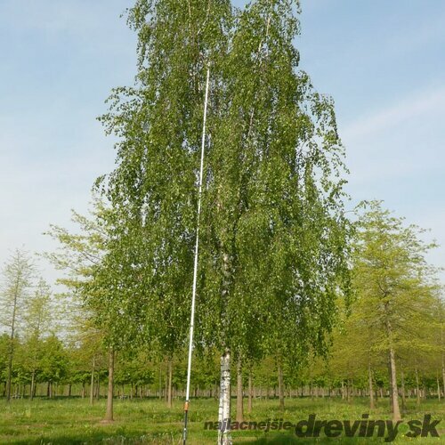 MEGA AKCIA! Breza previsnutá Pendula 140/160 cm, v črepníku 5l Betula pendula