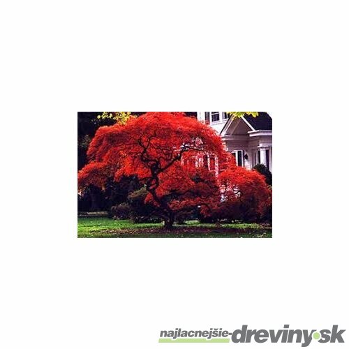 MEGA AKCIA! Javor japonský Atropurpureum 25/35 cm, v črepníku Acer Palmatum Atropurpureum