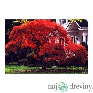MEGA AKCIA! Javor japonský Atropurpureum 25/35 cm, v črepníku Acer Palmatum Atropurpureum