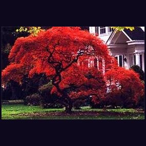 MEGA AKCIA! Javor japonský Atropurpureum 25/35 cm, v črepníku Acer Palmatum Atropurpureum