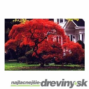 MEGA AKCIA! Javor japonský Atropurpureum 25/35 cm, v črepníku Acer Palmatum Atropurpureum