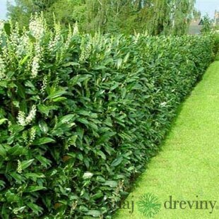 MEGA AKCIA Vavrínovec lekársky Genolia 25/35 cm, v črepníku Prunus laur. Genolia