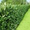 MEGA AKCIA Vavrínovec lekársky Genolia 25/35 cm, v črepníku Prunus laur. Genolia