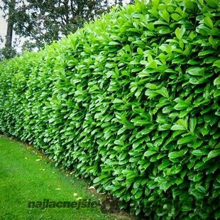 MEGAAKCIA ! Balík 25 ks Vavrínovec lekársky Novita 30/35 cm, v črepníku Laurus cerasus Novita