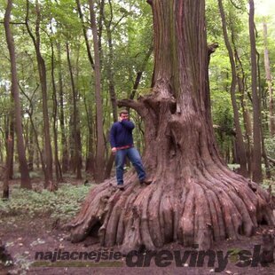 Metasekvoja čínska (praveký mamutí strom)  80/100  cm, v črepníku Metasequoia glyptostroboides