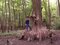 Metasekvoja čínska (praveký mamutí strom)  80/100  cm, v črepníku Metasequoia glyptostroboides