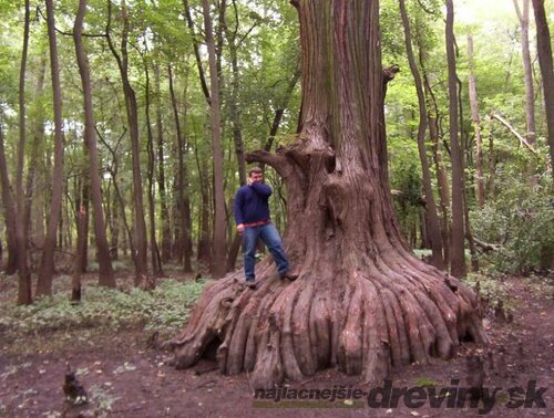 Metasekvoja čínska (praveký mamutí strom)  80/100  cm, v črepníku Metasequoia glyptostroboides