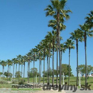 Mexická palma kráľov (Washingtonia Robusta), výška 50/70 cm, v kvetináči Washingtonia Robusta
