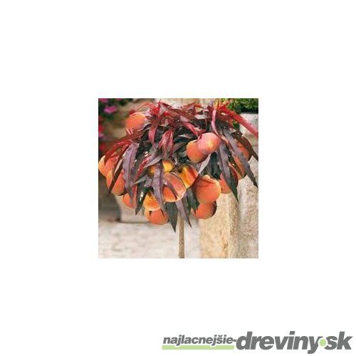 Mini broskyňa Honey Red (nízkokmenná), výška 40/60 cm, v črepníku 3l Prunus persica Honey Red