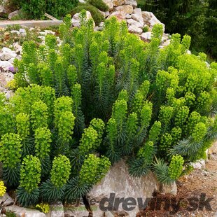 Mliečnik, v črepníku P9 Euphorbia characias wulfenii