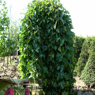 Moruša biela pendula 140/150 cm, v črepníku Morus alba