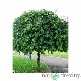 Moruša biela pendula 160/180 cm, na kmienku, v črepníku Morus alba pendula