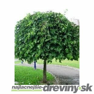 Moruša biela pendula 160/180 cm, na kmienku, v črepníku Morus alba pendula