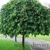 Moruša biela pendula 160/180 cm, na kmienku, v črepníku Morus alba pendula
