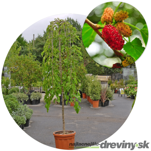 Moruša biela Pendula, na kmienku 100 cm, v črepníku 5l Morus alba pendula