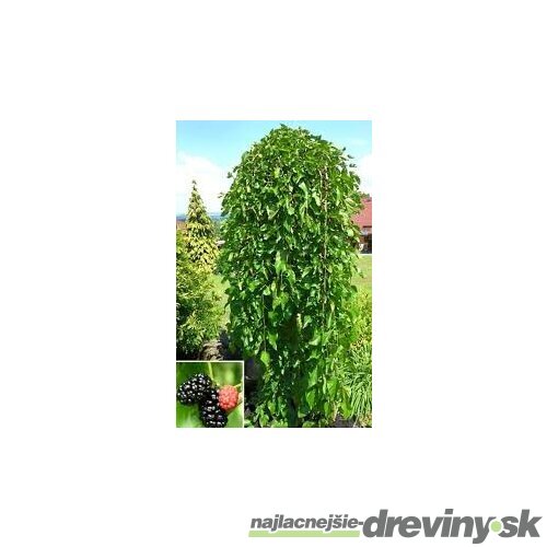 Moruša biela Pendula, na kmienku 220 cm, v črepníku 10l Morus alba pendula