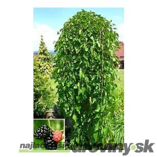 Moruša biela Pendula, na kmienku 60/80 cm, v črepníku 3l Morus alba Pendula