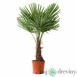 Mrazuvzdorná palma 15/25 cm, v črepníku Trachycarpus fortunei