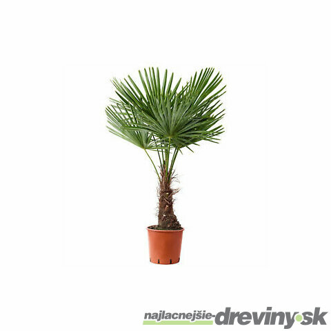 Mrazuvzdorná palma 60/80 cm, v črepníku Trachycarpus fortunei
