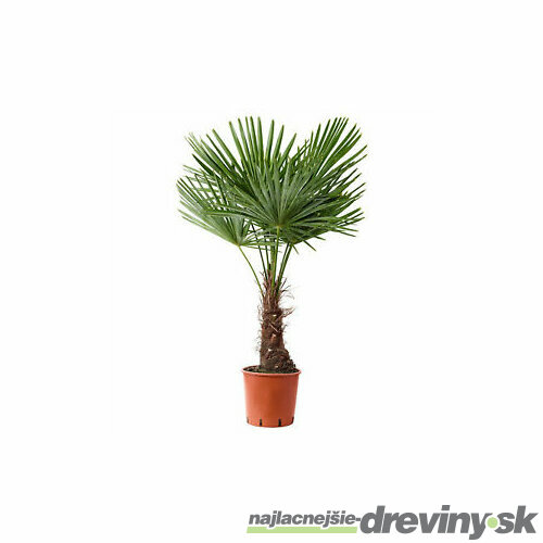 Mrazuvzdorná palma 60/80 cm, v črepníku Trachycarpus fortunei