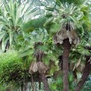 Mrazuvzdorná palma